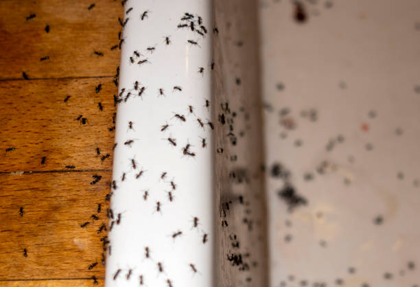 Best Best Pest Control Companies  in Logansport, IN